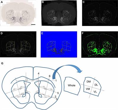 Spatiotemporal Up-Regulation of Mu Opioid Receptor 1 in Striatum of Mouse Model of Huntington’s Disease Differentially Affecting Caudal and Striosomal Regions